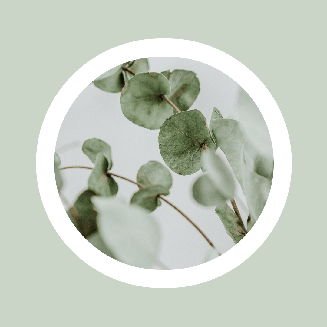 Eterisk Tea Tree-olja